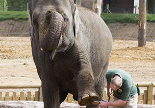 Elephant cleaning