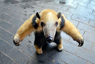 anteater