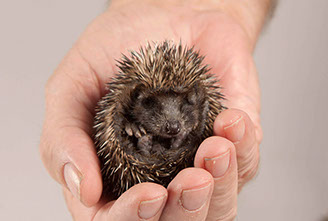 Hedgehog orphans