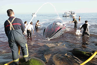 Beached Whale