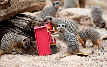 Zoo meerkats give UK postal voters a 'simples' reminder 
