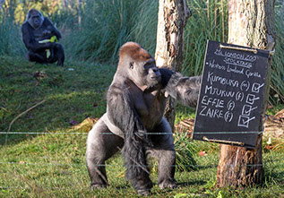 Zumbuka the silverback gorilla