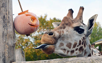 Giraffes got into the Halloween spirit at London Zoo