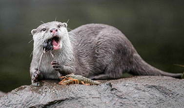 Otter enjoying a treat