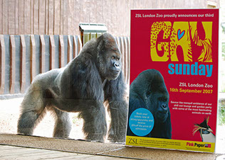 Bobby, ZSL London Zoo's 30-stone silverback gorilla